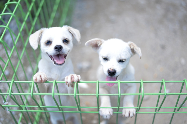 珍島犬の性格って？