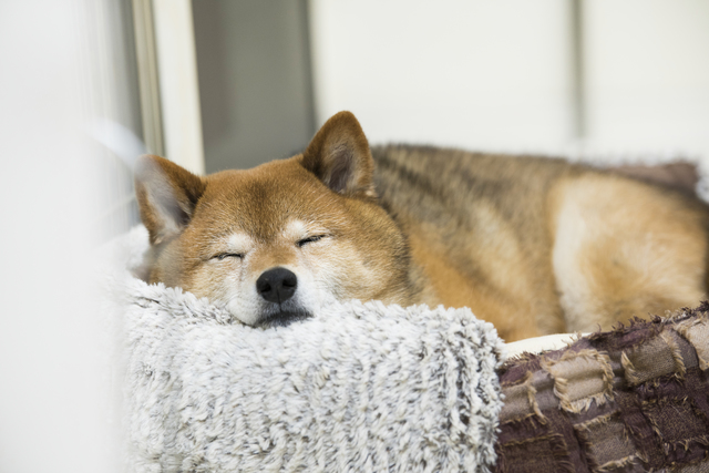 飼い主から離れて寝るのは信頼されている証拠