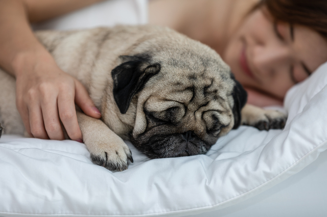 犬と寝ることに関するよくある質問