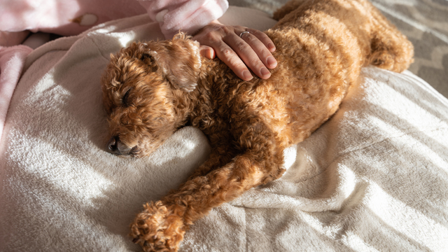 【寝る位置別】愛犬の心理