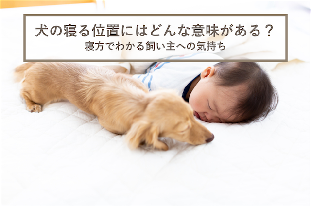 犬の寝る位置にどんな意味がある？寝方と寝相でわかる飼い主への気持ち