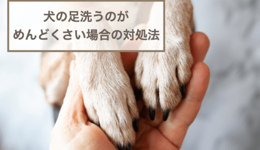 犬の足洗うのがめんどくさい場合の対処法！洗いすぎがNGな理由も紹介