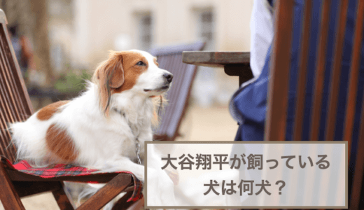 大谷翔平氏が飼っている犬は何犬？犬種や特徴などを解説