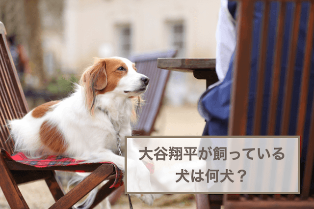 大谷翔平が飼っている犬は何犬？犬種や特徴などを解説