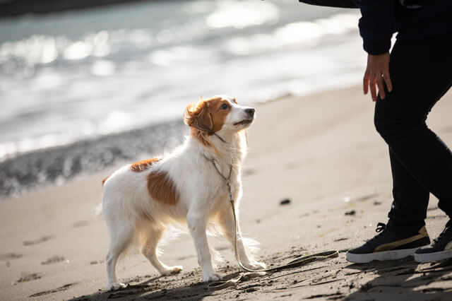 コーイケルホンディエと飼い主さん