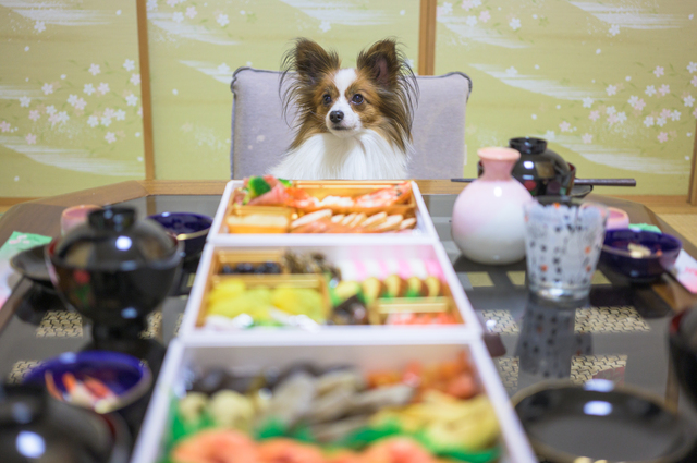 犬とおせち料理