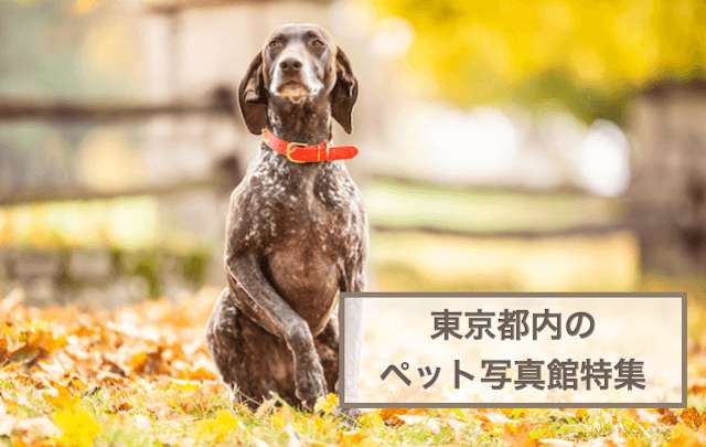 東京都内のペットと一緒に撮影できる写真館特集！犬猫との思い出作りにおすすめのフォトスタジオ5選！