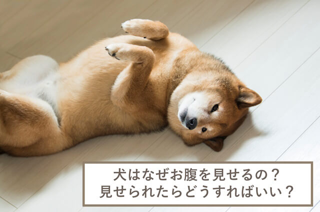 犬はなぜお腹を見せるの？状況別に対応も解説！