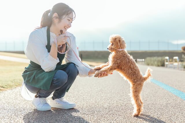 散歩中にお手をする犬