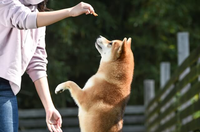 おやつを待つ犬