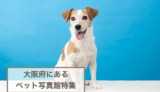 【大阪府】ペットと一緒に撮影できる写真館特集！愛犬愛猫の思い出作りにおすすめのペットフォトスタジオ5選！