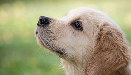 老犬が水をよく飲むのって病気？よく飲む原因と対処法を解説