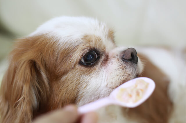 ご飯を嫌がる老犬