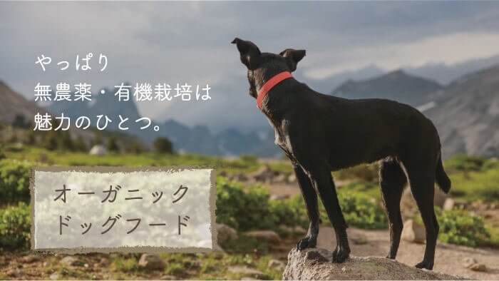 オーガニックドッグフードおすすめランキング