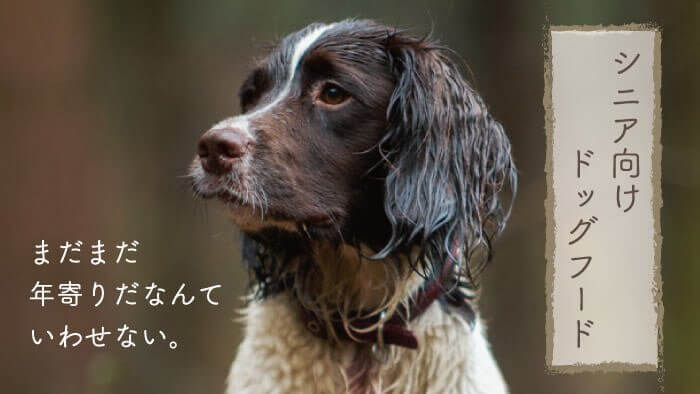 シニア犬・老犬向けドッグフードおすすめランキング