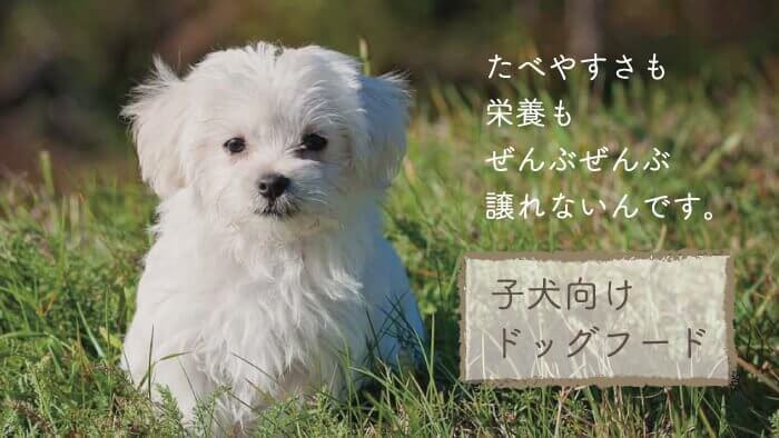 子犬向けドッグフードおすすめランキング