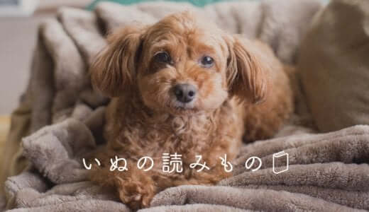 犬用ブラシのおすすめ12選！ブラッシングに人気のタイプを徹底紹介