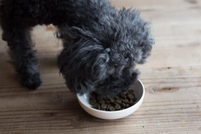 アランズナチュラルドッグフードラムに食いつく犬