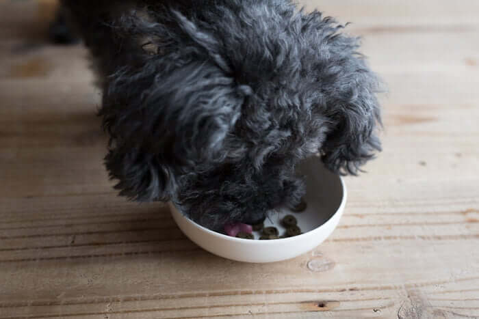 アランズナチュラルドッグフードラムに食いつく犬