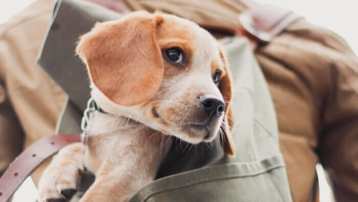 緊急事態で避難する犬