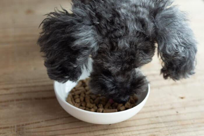 ナチュロルドッグフードに食いつく犬