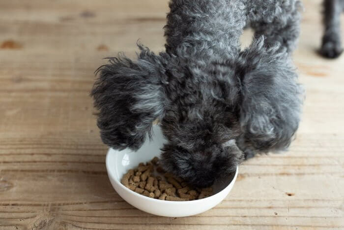 ナチュラルドッグフードに食いつく犬2
