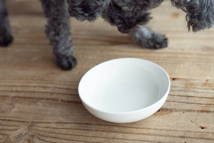 ナチュラルドッグフードを完食した犬
