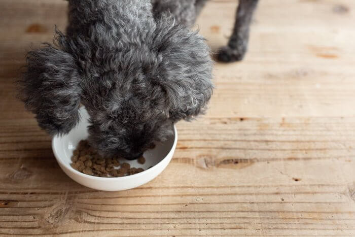 馬肉自然づくりドッグフードをお試しする愛犬4