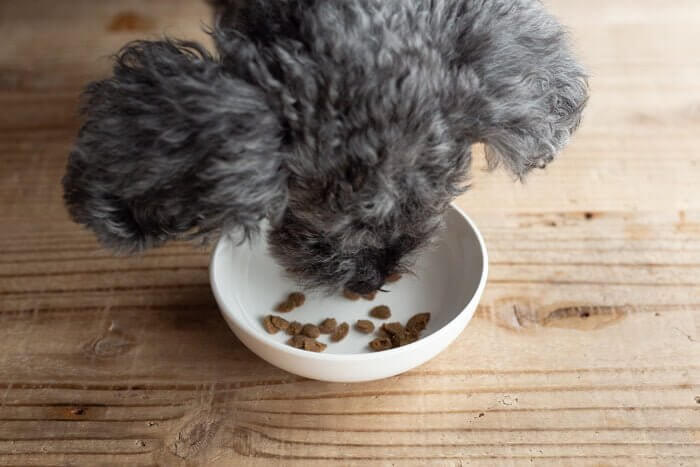 馬肉自然づくりドッグフードをお試しする愛犬6