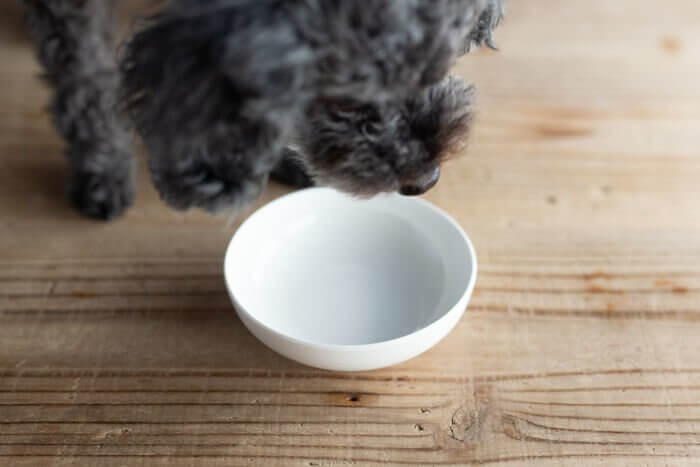 食いつきがいいこのこのごはんドッグフードを愛犬がお試し4