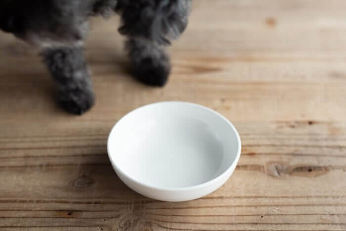 Dr.(ドクター)ケアワンドッグフードをお試しする愛犬5