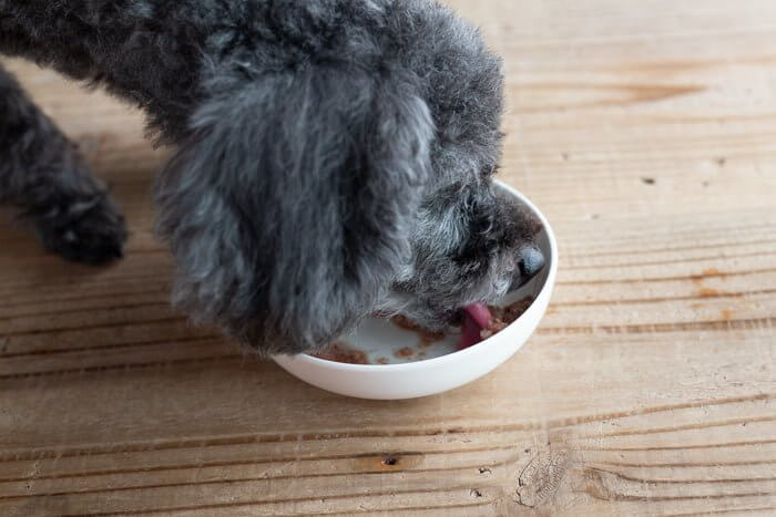 モグデリ(鹿肉のシチュー)をお試しする愛犬4